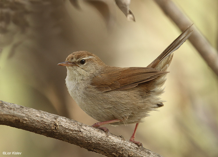    Cetti's Warbler Cettia cetti   Wadi Samak,Golan,Israel 02-05-11 Lior Kislev                                     